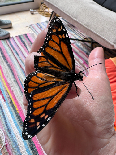Monarch