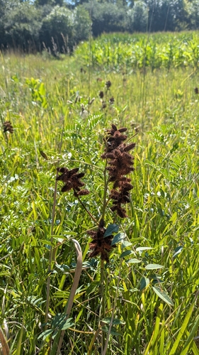 Wild Licorice