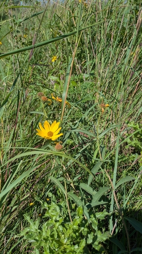 Maximilian sunflower