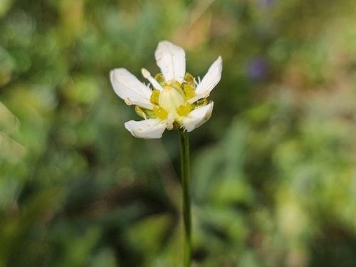 Fringed Grass of Parnassus