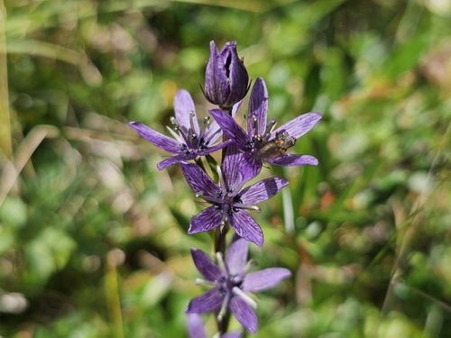 felwort