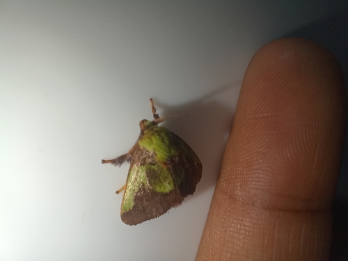 Parasa macrodonta
