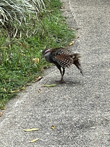 Buff-banded Rail