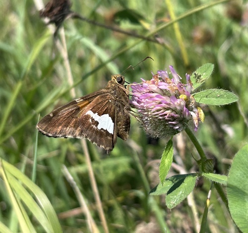 Silver-spotted Skipper