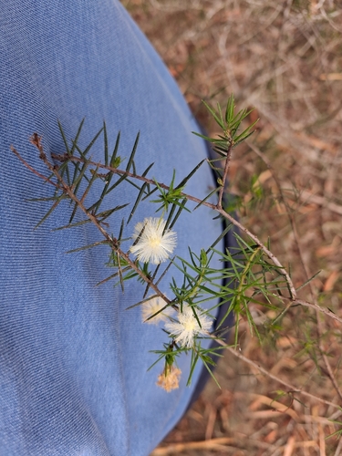 juniper wattle
