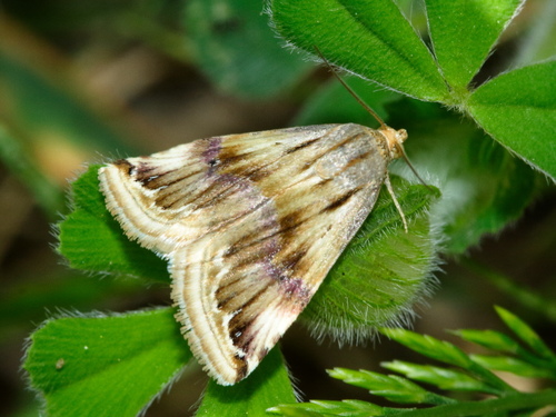 Purple Marbled