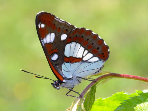 Southern White Admiral