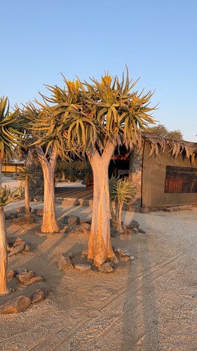 Quiver Tree