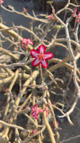 impala lily