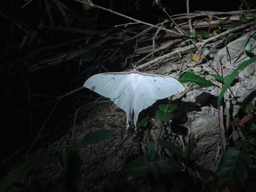 South China Moon Moth