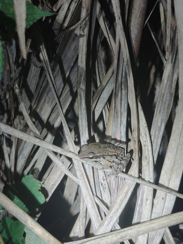 LaTouche's Frog