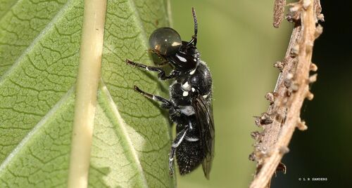 Groove-fronted Meroglossa