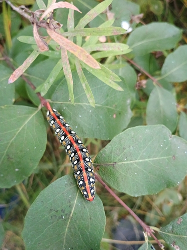 Leafy Spurge Hawkmoth