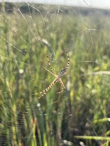 Banded Garden Spider