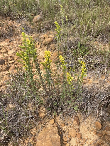 field goldenrod