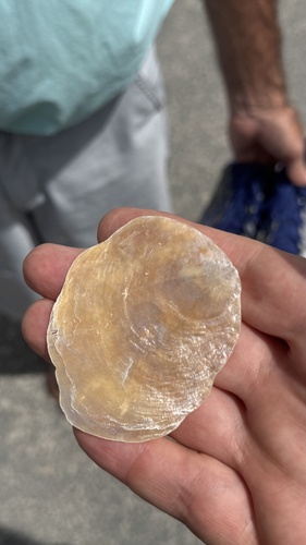 Windowpane Oyster