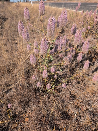 Pink Mulla Mulla