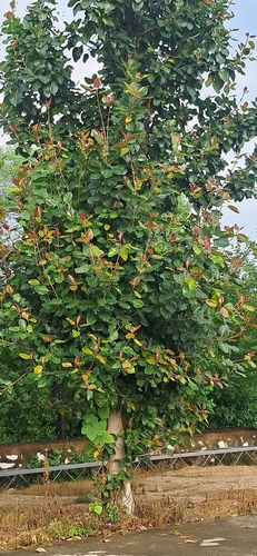Indian banyan
