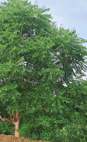 Indian tree of heaven