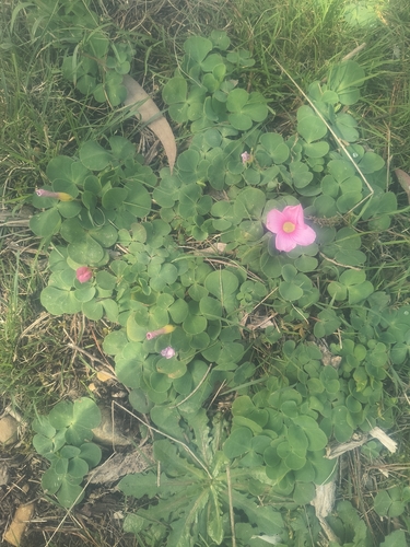 Purple woodsorrel