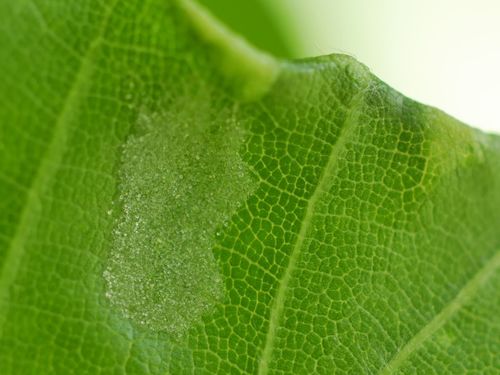 Aceria nervisequa