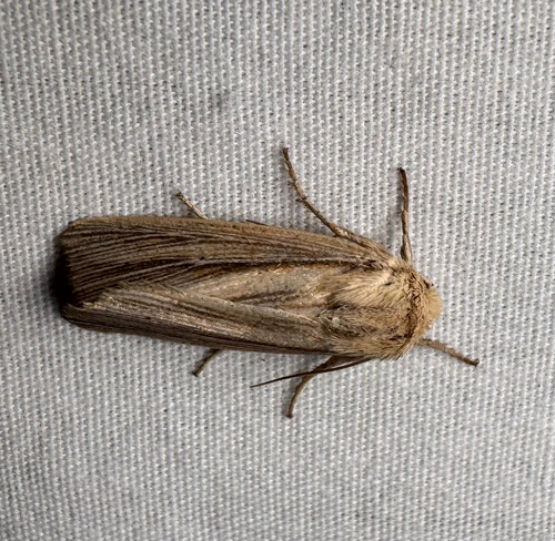 Many-lined Wainscot (Leucania multilinea)