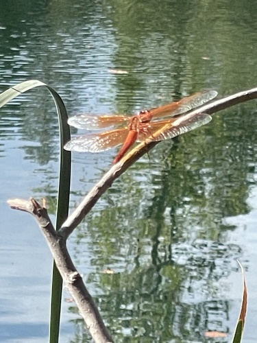 Flame Skimmer