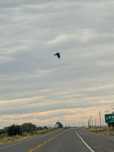 Common Raven