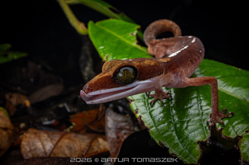 Cat Gecko