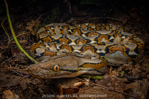 Reticulated Python
