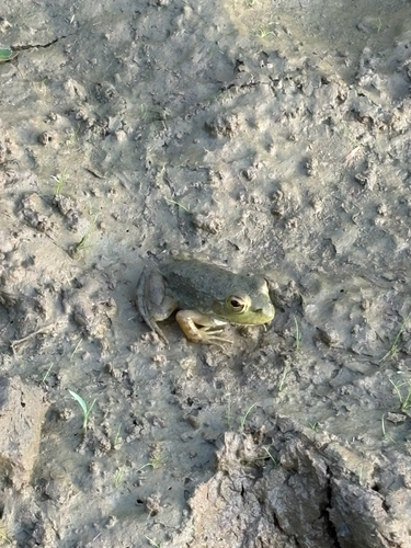 American Bullfrog