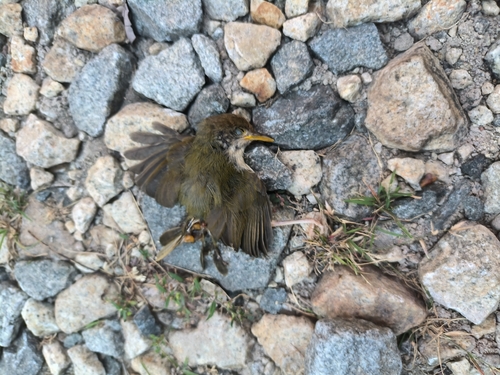 Common Tailorbird