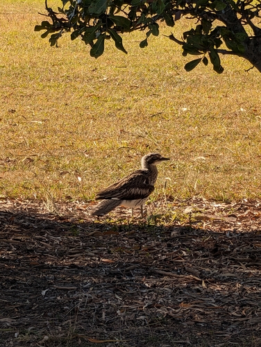 Bush Stone-curlew