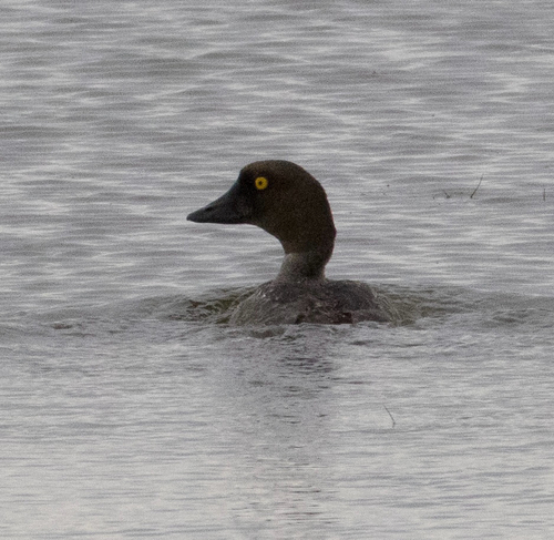 Common Goldeneye