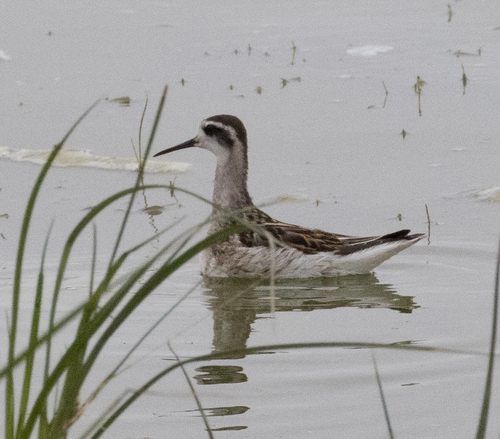 Red-necked Phalarope