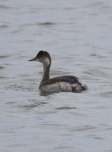 Eared Grebe