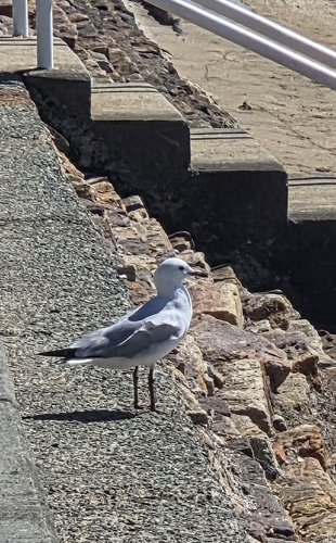 Silver Gull