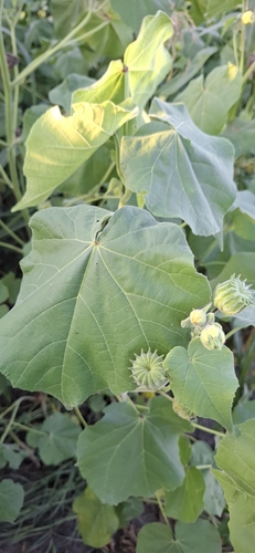 velvetleaf