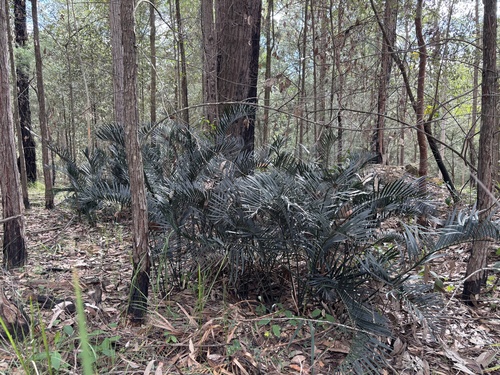 Macrozamia elegans