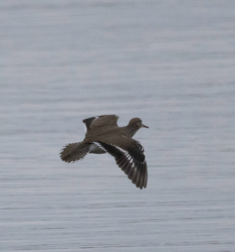 Spotted Sandpiper