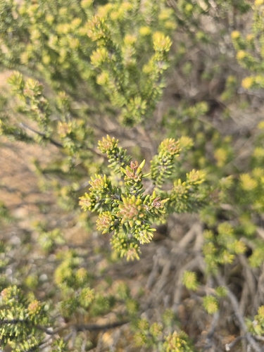 alpine westringia