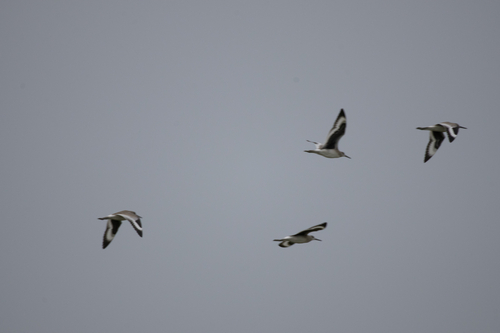 Willet