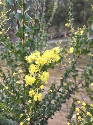 Ovens wattle