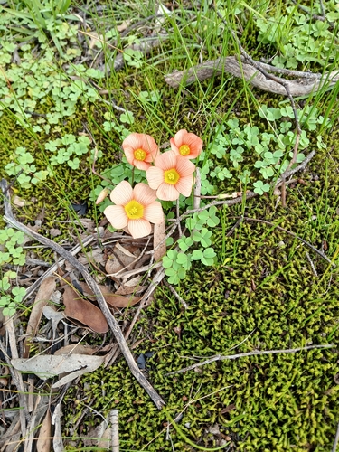 yelloweye woodsorrel