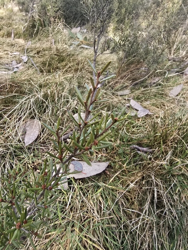 alpine Grevillea