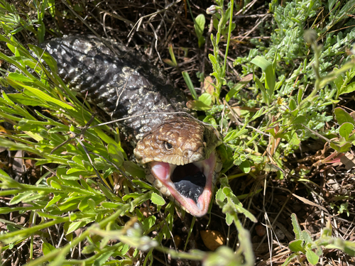Shingleback