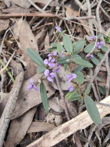common hovea