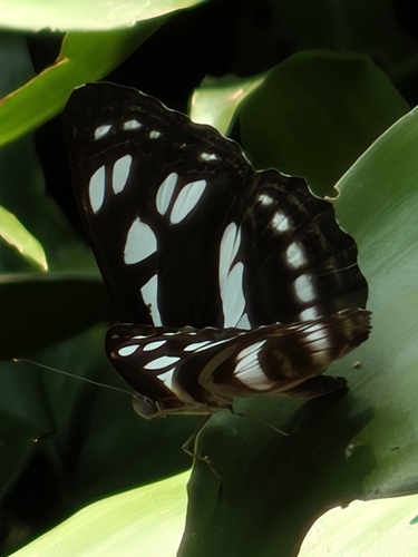 Phaedyma columella