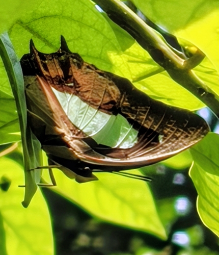 Polyura hebe