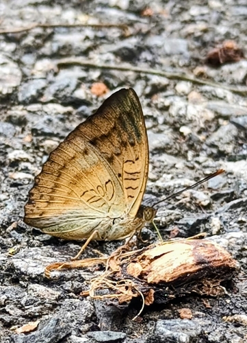 Euthalia monina